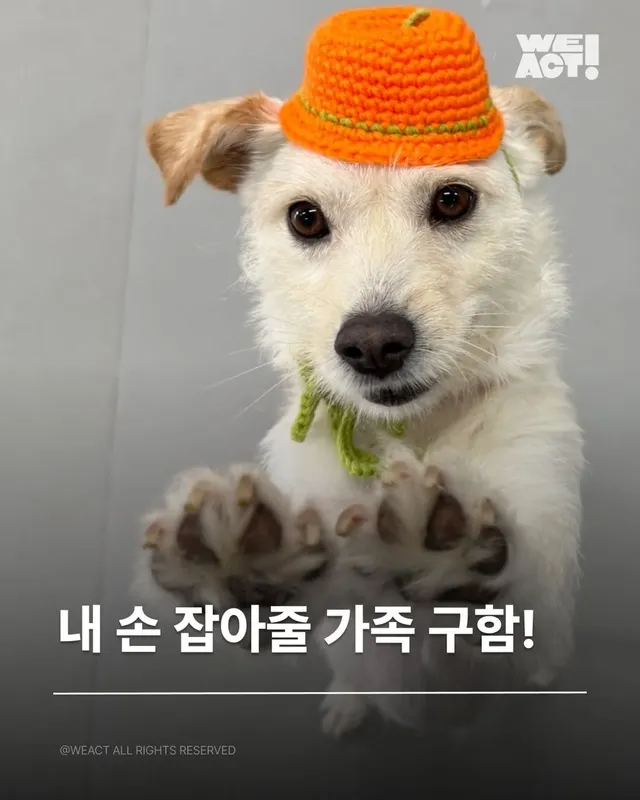 위액트 티로