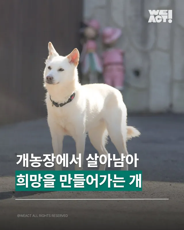 화성팔탄개농장 - 위액트 알
