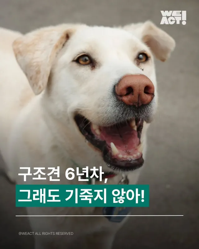 시흥개농장 - 위액트 윌리스