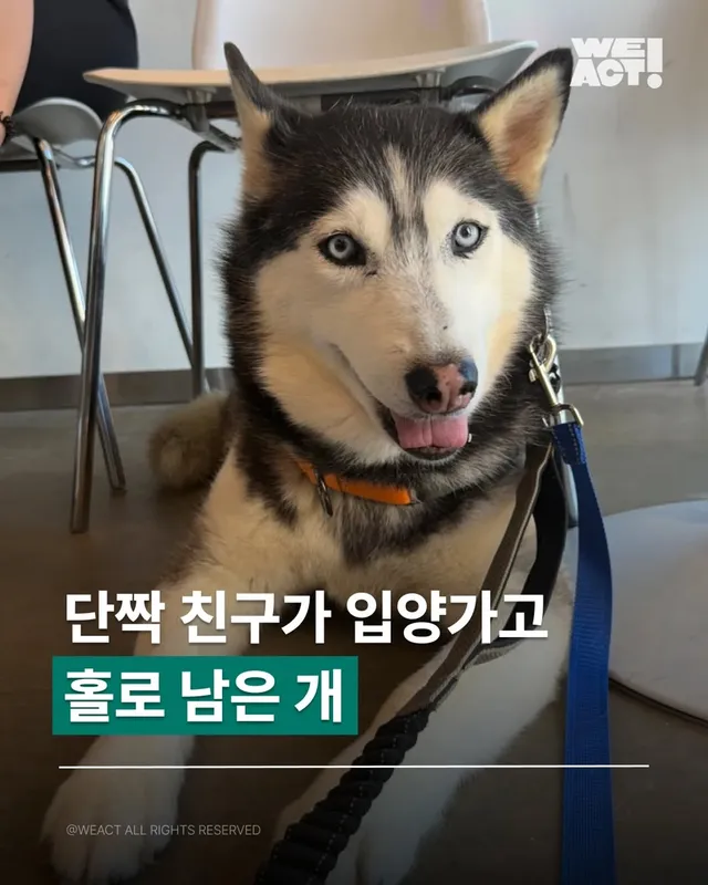 위액트 호시