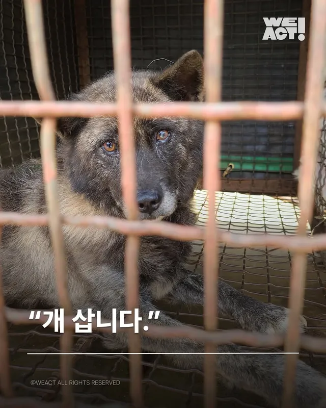 위액트 대프니