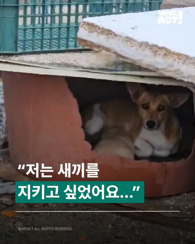 위액트행글, 위액트가나, 위액트다라, 위액트마바