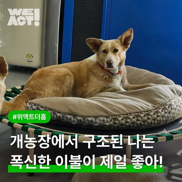 개농장에서 구조된 나는 푹신한 이불이 제일 좋아!