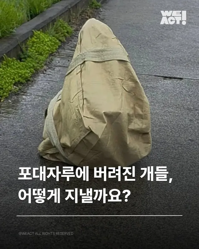 포대자루유기견-위액트쇼콜라, 위액트쿠크
