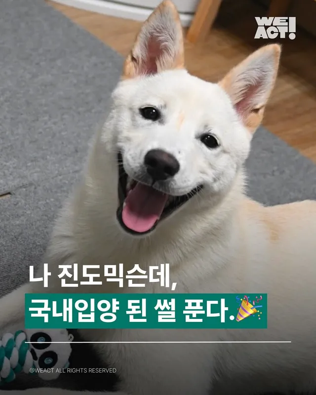 남겨진새끼강아지들-위액트모찌