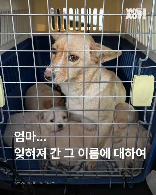 올무걸린유기견-위액트미카