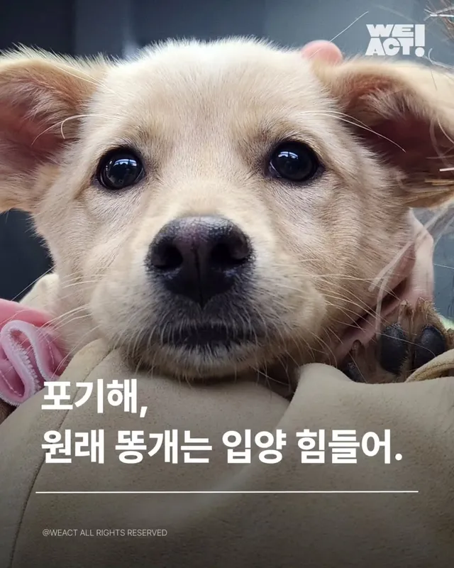 위액트팥빵