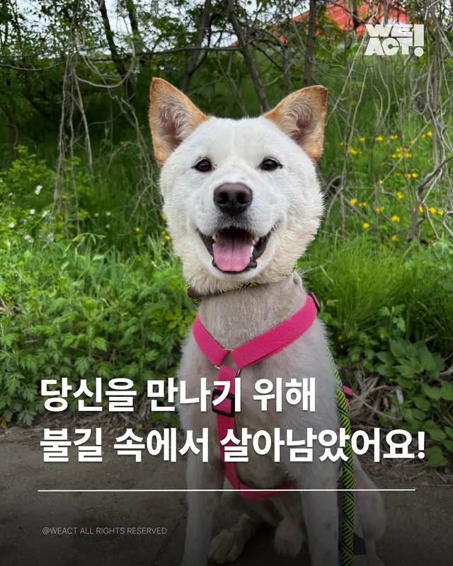 경북산불구조-위액트차차