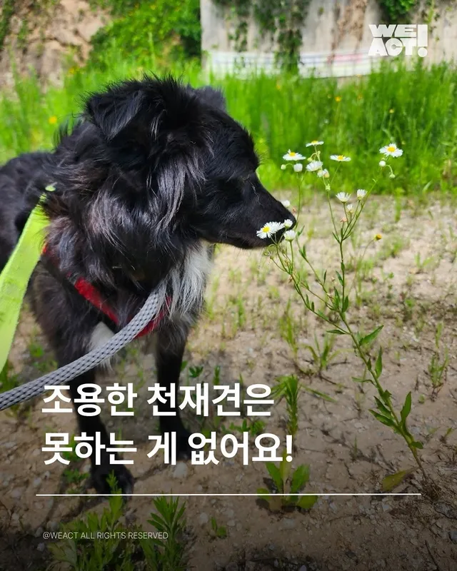 동해유기견개농장-위액트카오