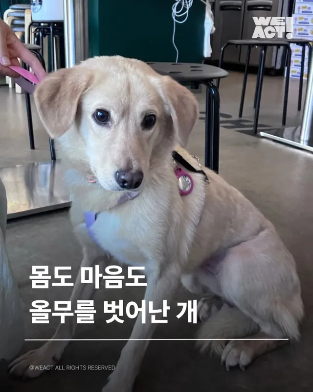 위액트 챈스