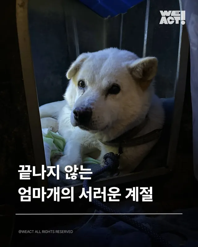 남양주혹한방치견 - 위액트비아, 위액트 비노