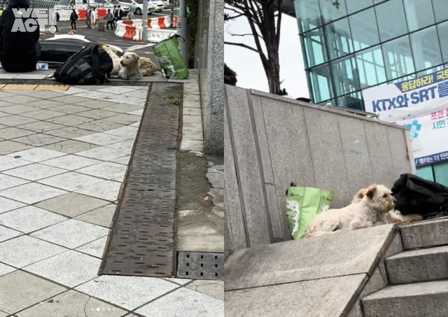 서울역과 쪽방촌, 취약 계층 시민의 개들