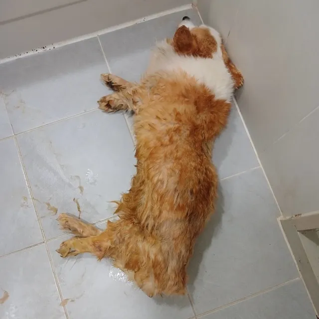 소유주도 나라도 방치한 개들