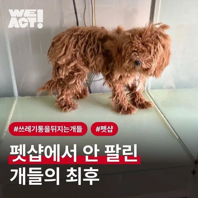 쓰레기통을 뒤지는 개들
