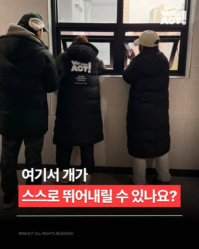 2층에서 던져진 개