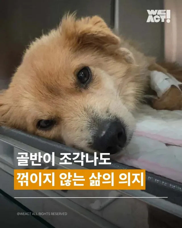 골반이 부서진 개