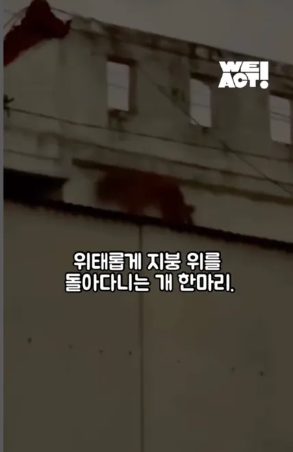 지붕위에갇힌개