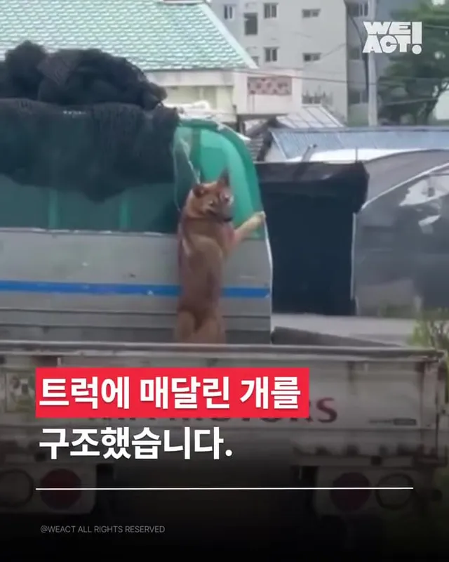 트럭에 매달린 개
