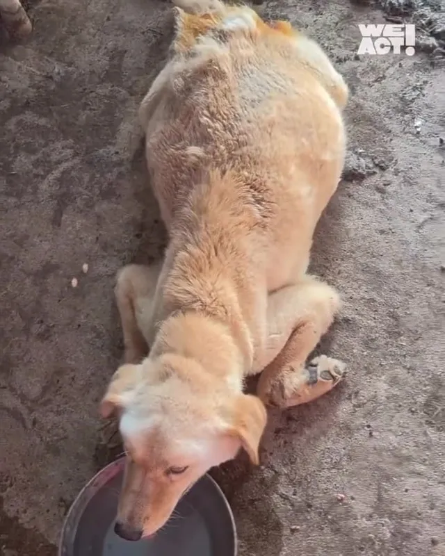 정읍구더기견