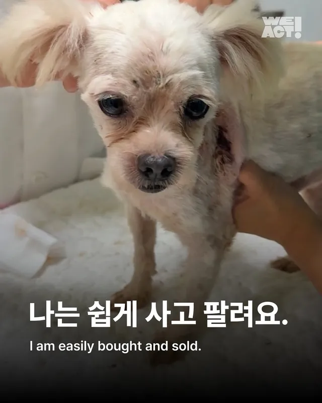 성북구 애니멀호더