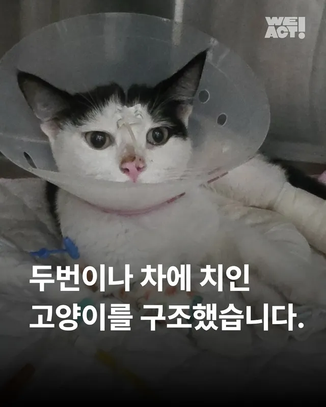 두 번이나 차에 치인 고양이를 살리고 싶어요