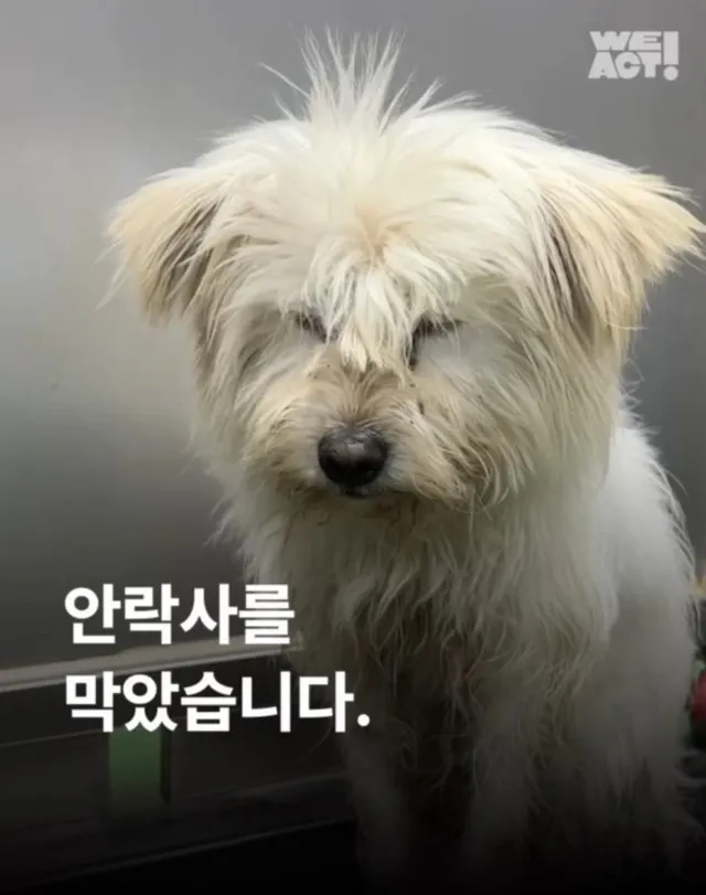 안락사를 막았습니다.