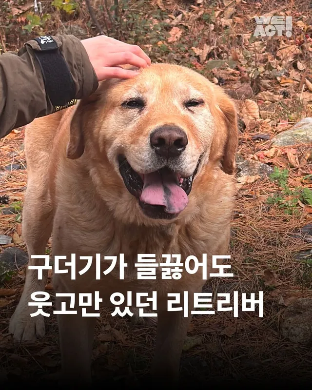 구더기가 들끓어도 웃고만 있던 바보 강아지