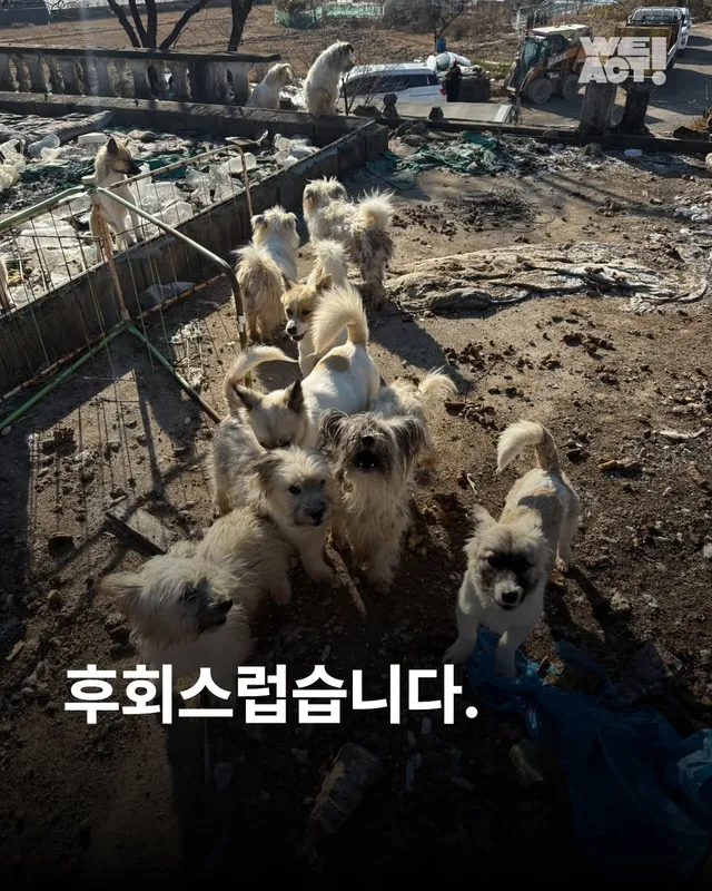 후회스럽습니다. #대전옥상방치견