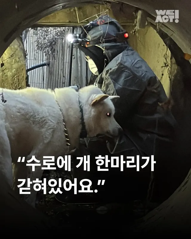 “수로에 개 한 마리가 갇혀 있어요.” #위액트해든