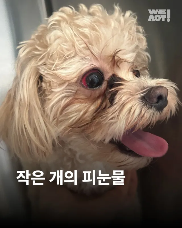 작은 개의 피눈물