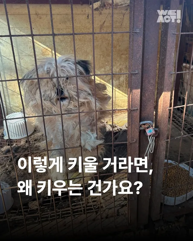 이렇게 키울거라면 왜 키우는건가요 ?
