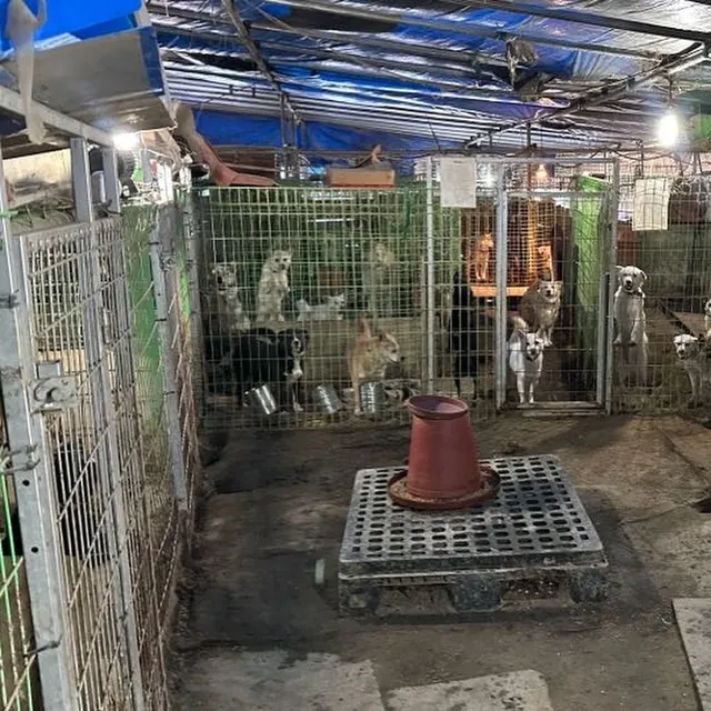 세이버즈 프로젝트_완주군 보호소 241205