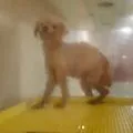 서초애견카페 방치