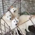 별내개농장