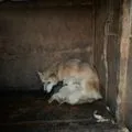 시흥개농장