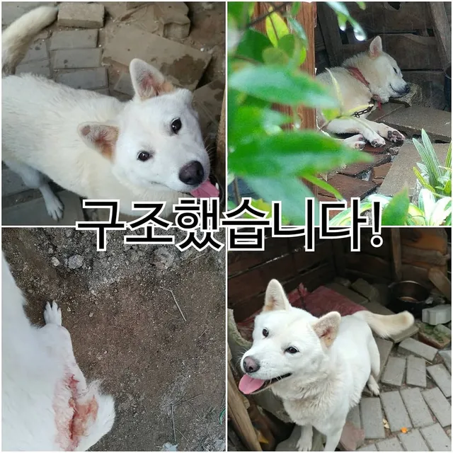 양주방치학대