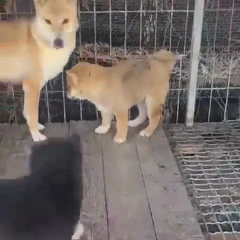 춘천불법번식장_1