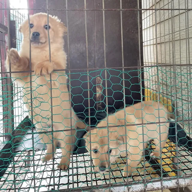 인제군보호소