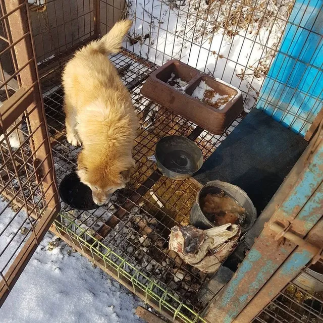 화성팔탄개농장_1