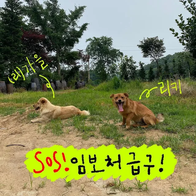 강화도피부병방치학대