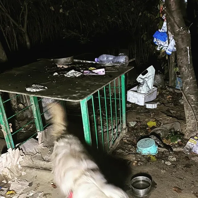 용인산속방치학대