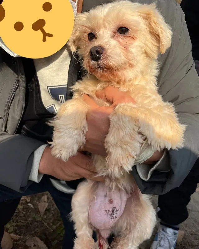 일패불법번식장