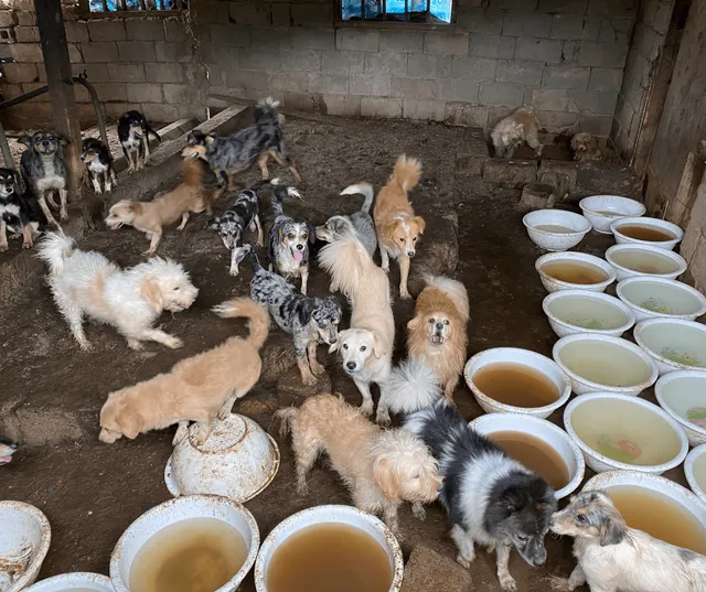 외양간에방치된아이들