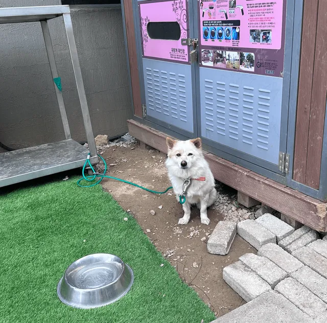 용인시보호소
