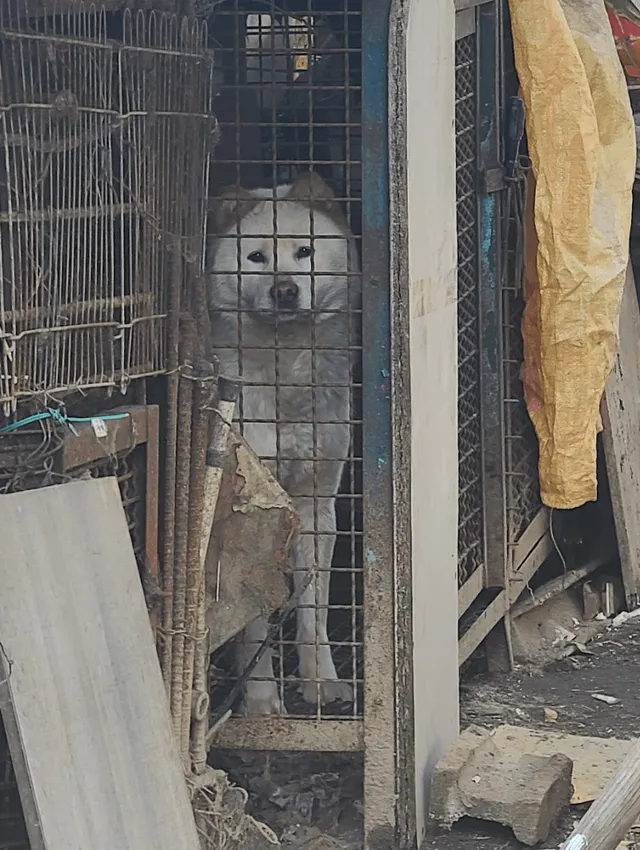 음성교살도살장