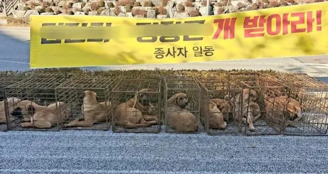 육견협회고의유기견