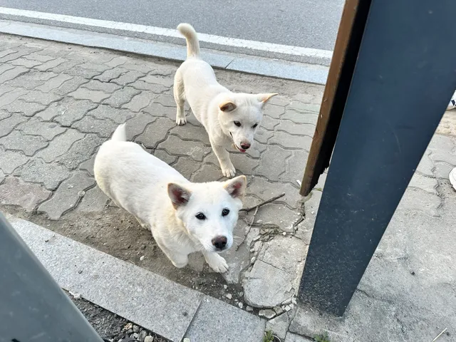 차도 위 떠돌이견