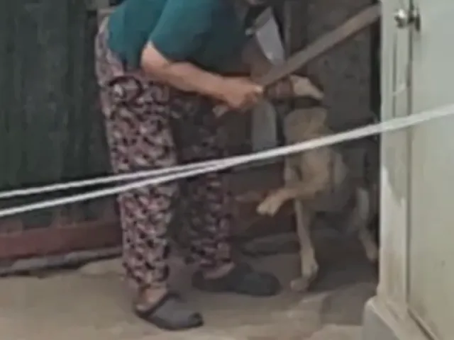 몽둥이로 맞는 강아지