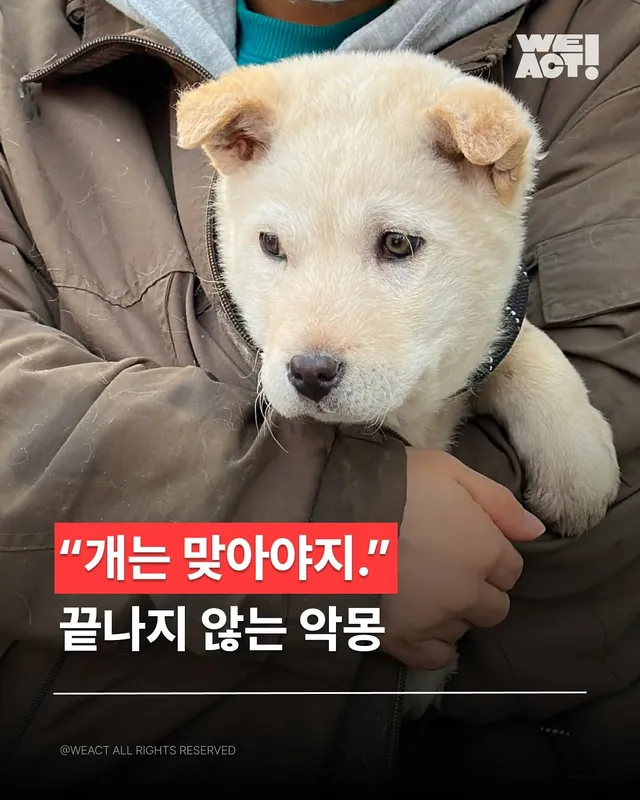 몽둥이로 맞는 강아지