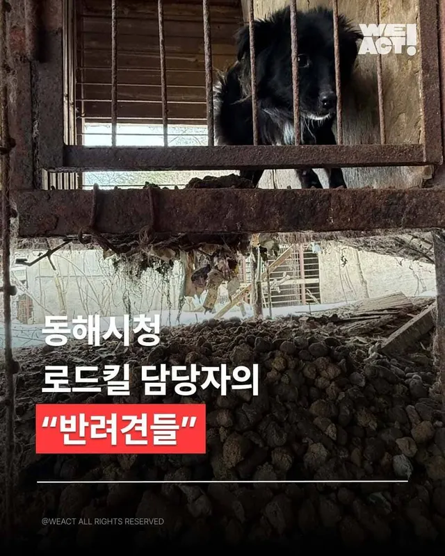 동해 유기견 개농장
